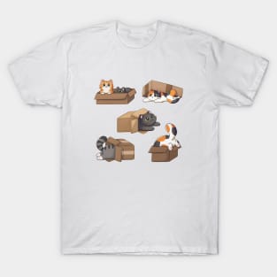 Cute Cats In Boxes T-Shirt